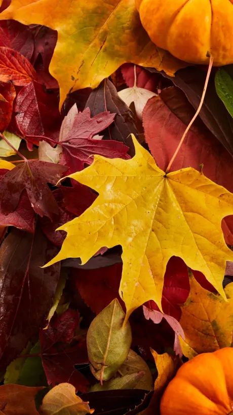 colorful collection of fall leaves and tiny pumpkins