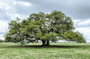 family tree