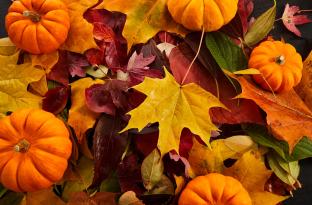 colorful collection of fall leaves and tiny pumpkins