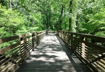 outdoor greenery and walking trail with sunshine