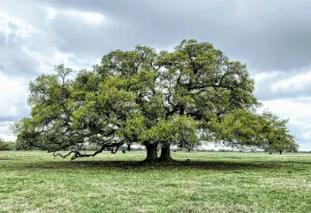 family tree
