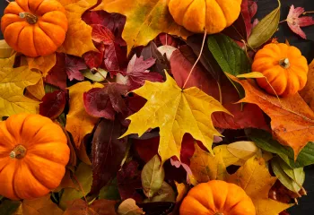colorful collection of fall leaves and tiny pumpkins