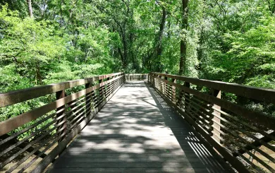outdoor greenery and walking trail with sunshine