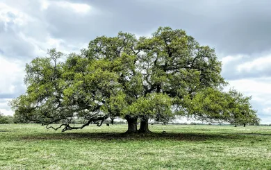 family tree