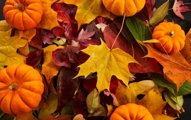 colorful collection of fall leaves and tiny pumpkins