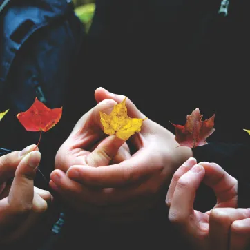 hands holding leaves